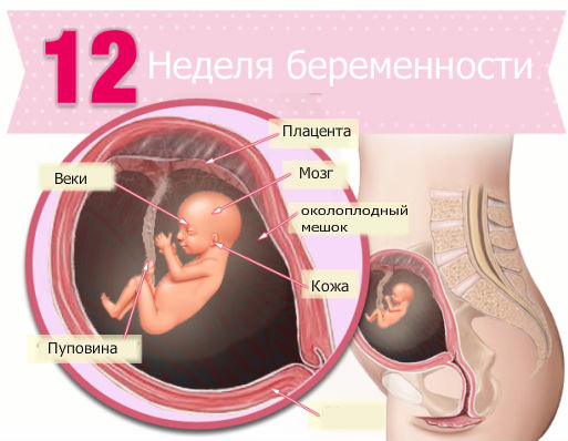 12 неделя беременности от зачатия