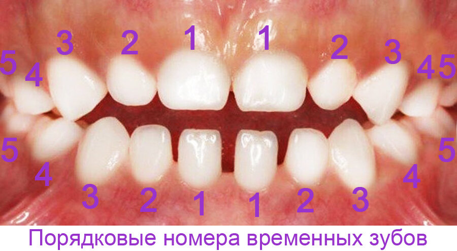 Молочные зубы у детей