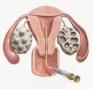Стадии развития эмбриона