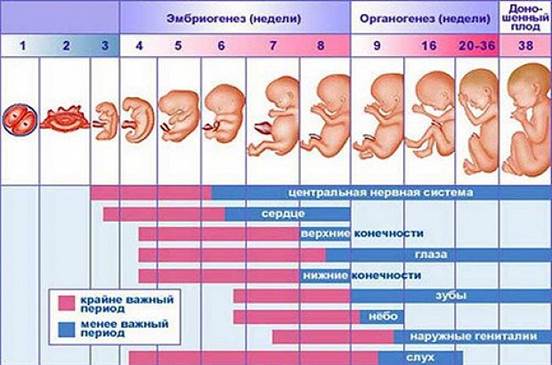 2-3 акушерские недели (1-2 недели после зачатия)