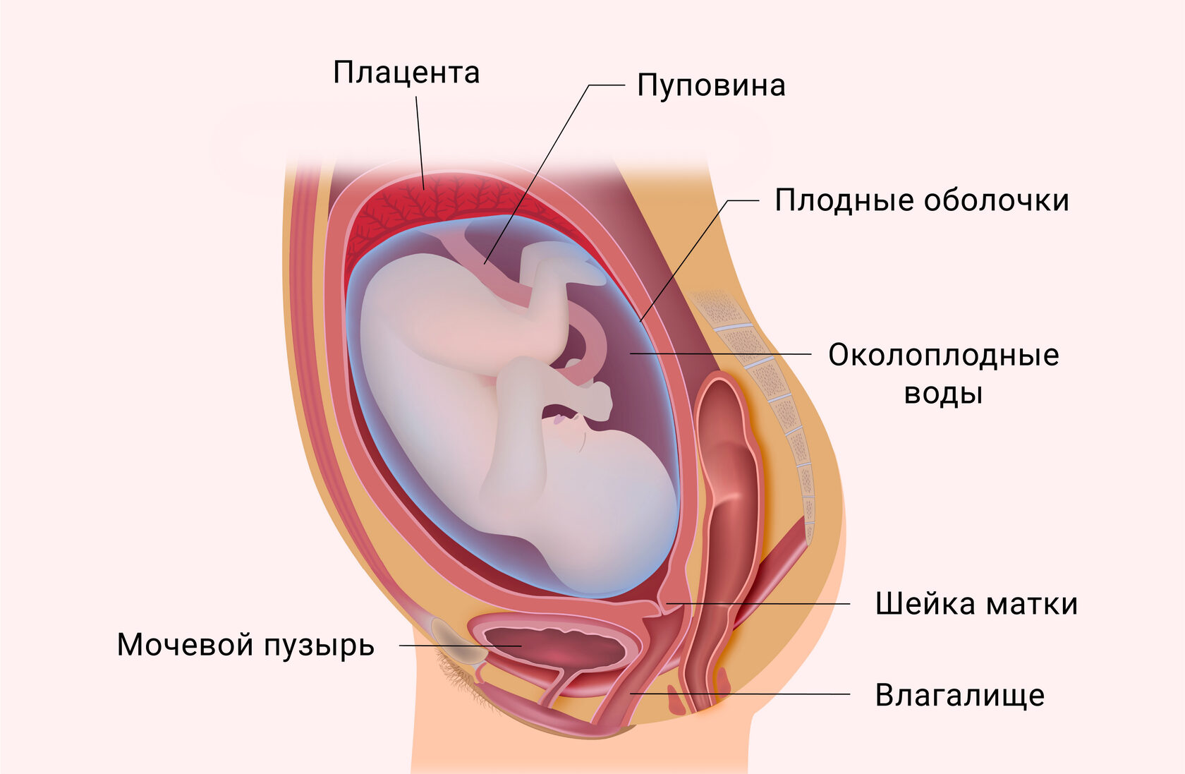 Как отходят воды у беременных